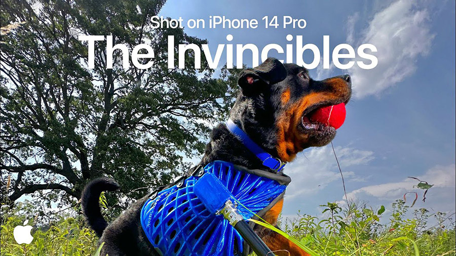 iPhone 14 Pro 相機改變生命 - 狗狗 Chip 的感人故事